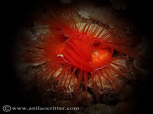 Scuba Dive in Anilao - Underwater Macro Photography, Anilao Muck dive